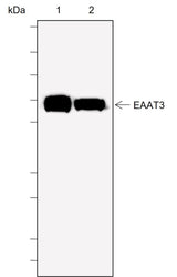 Anti-Human EAAT3 Antibody [A729] - ABMIUM