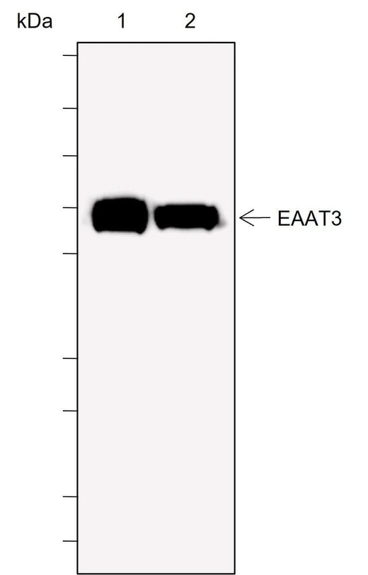Anti-Human EAAT3 Antibody [A729] - ABMIUM