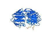 3-phosphoshikimate 1-carboxyvinyltransferase(aroA)