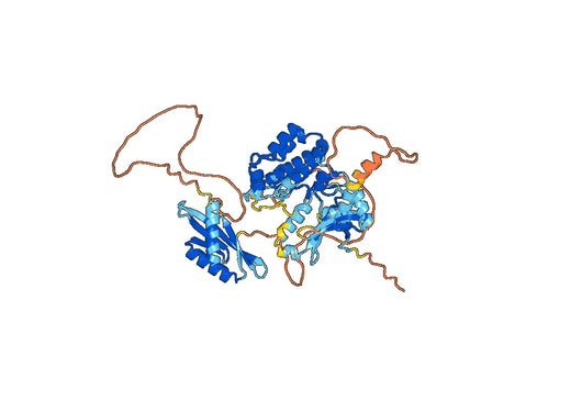 5'-AMP-activated protein kinase catalytic subunit alpha-2(PRKAA2)