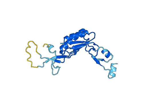 60S ribosomal protein L10-like(RPL10L)
