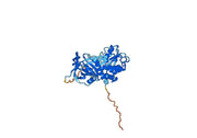 a1AT / Serpin A1 / SERPINA1, N-His, recombinant protein