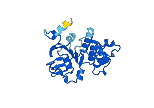 ABCB10, N-His, recombinant protein