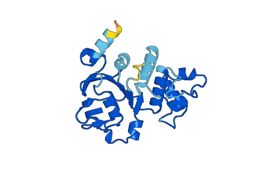 ABCB11, N-His, recombinant protein