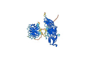 Abelacimab Biosimilar - Anti-F11 mAb - Research Grade