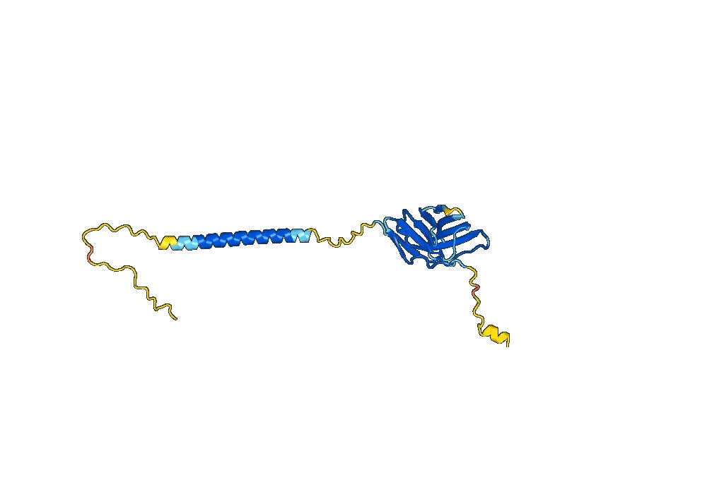Acazicolcept Biosimilar - Anti-CD28 fusion protein - Research Grade