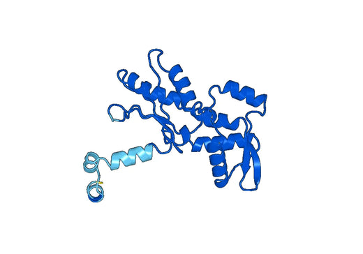 ACTC1, N-His, recombinant protein