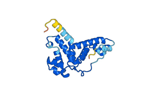 AFM, N-His, recombinant protein