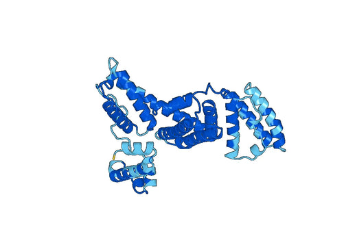 AFP, N-His, recombinant protein