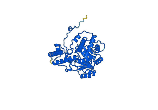 AGXT, N-His, recombinant protein