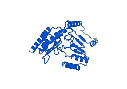 AGXT2, N-His, recombinant protein