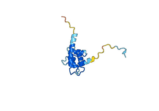 AIF1 / IBA1, N-His, recombinant protein
