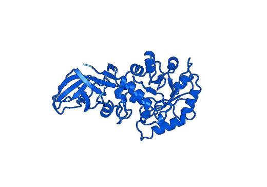 Alanine racemase, biosynthetic(alr)