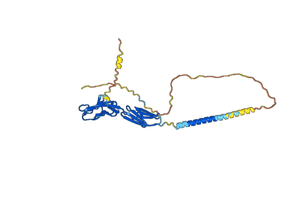 Alefacept Biosimilar - Anti-CD2 fusion protein - Research Grade