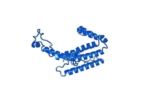 ALOX5, N-His, recombinant protein