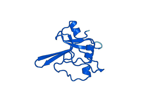 ANGPT1, N-His, recombinant protein
