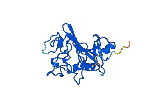 ANGPTL2, N-His, recombinant protein