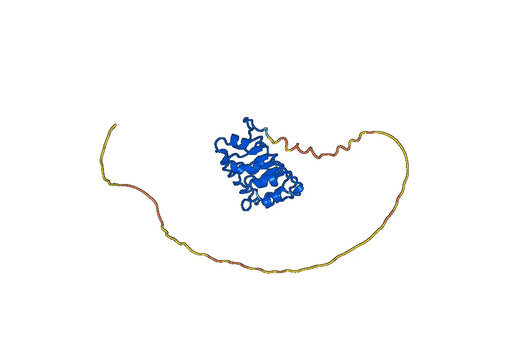 ANP32B, N-His, recombinant protein