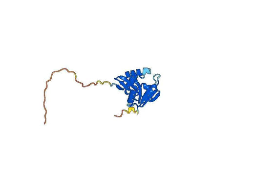 Anti-AANAT Polyclonal antibody