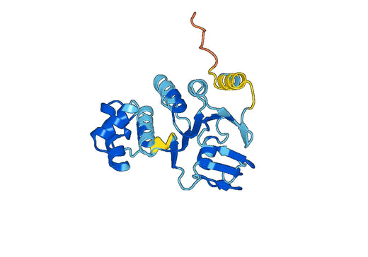 Anti-ABCF1 Polyclonal antibody