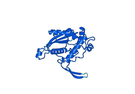 Anti-ACAA1 Polyclonal antibody