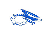 Anti-ACADS Polyclonal antibody