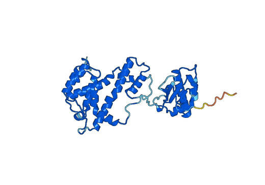 Anti-ACE2 polyclonal antibody