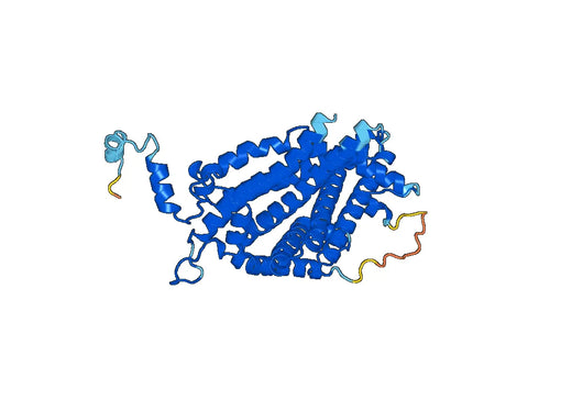 Anti-ACOX1 Polyclonal antibody