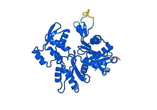Anti-ACTG2 Polyclonal antibody
