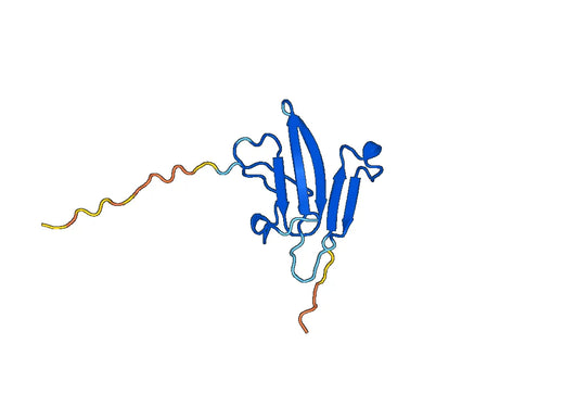 Anti-ACVR2A Polyclonal antibody