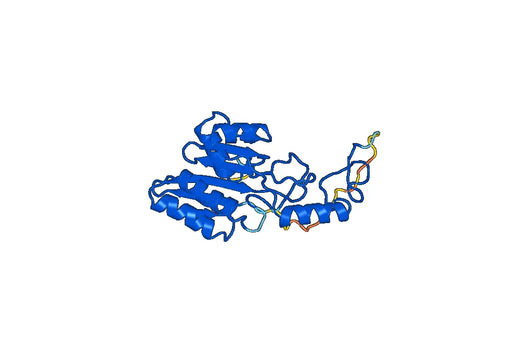Anti-AGA Polyclonal antibody