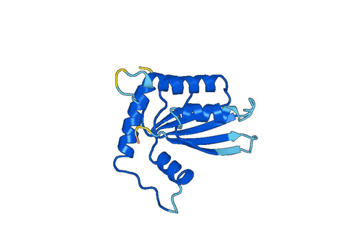 Anti-AICDA Polyclonal antibody