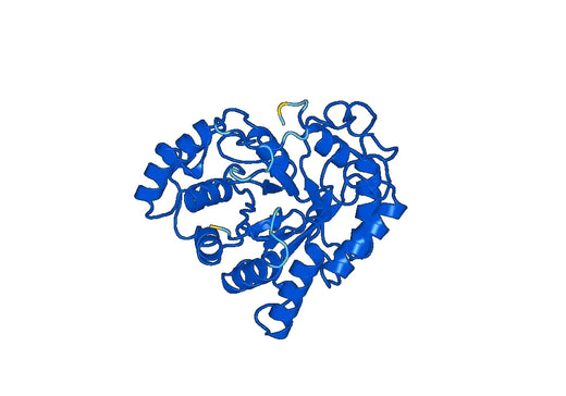 Anti-AKR1B10 Polyclonal antibody