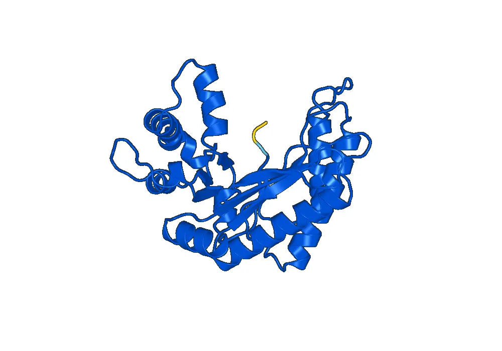 Anti-ALDOA Polyclonal antibody