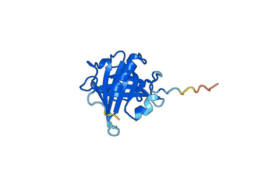 Anti-AMBP Polyclonal antibody