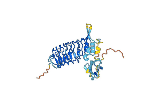Anti-AMIGO2 Polyclonal antibody