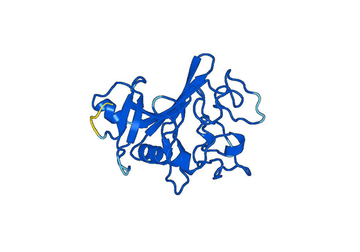 Anti-ANGPTL1 Polyclonal antibody