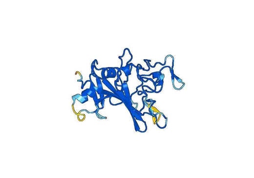 Anti-ANGPTL5 Polyclonal antibody