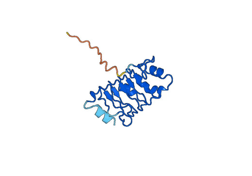 Anti-ANP32A Polyclonal antibody