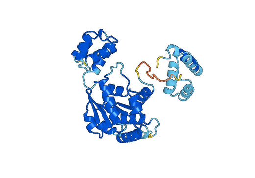 Anti-APAF1 Polyclonal antibody