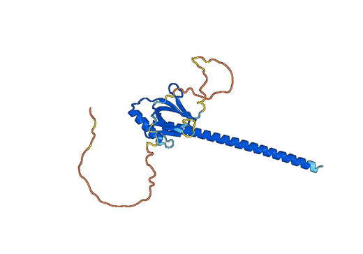 Anti-APPL1 Polyclonal antibody