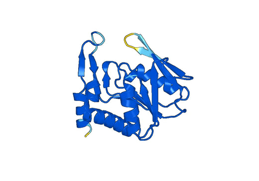 Anti-APRT Polyclonal antibody