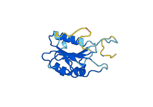 Anti-ASFV K196R Polyclonal Antibody