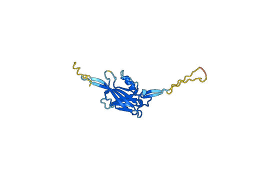 Anti-ASFV p72/B646L Polyclonal Antibody