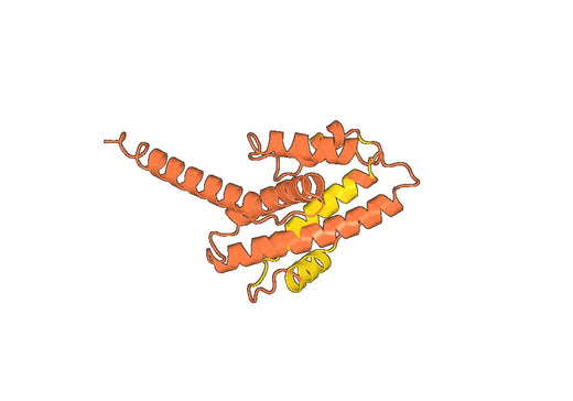 Anti-ASFV War-135/pE184L Polyclonal Antibody