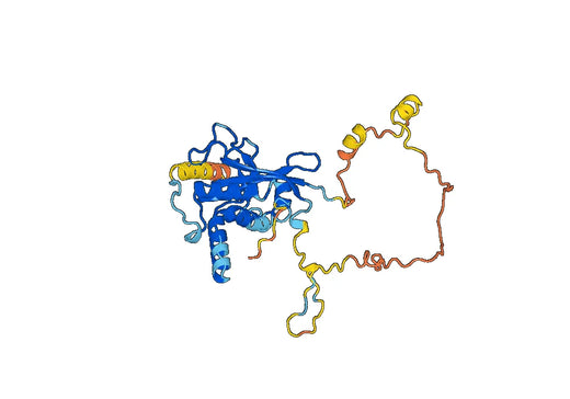 Anti-ATG3 Polyclonal antibody