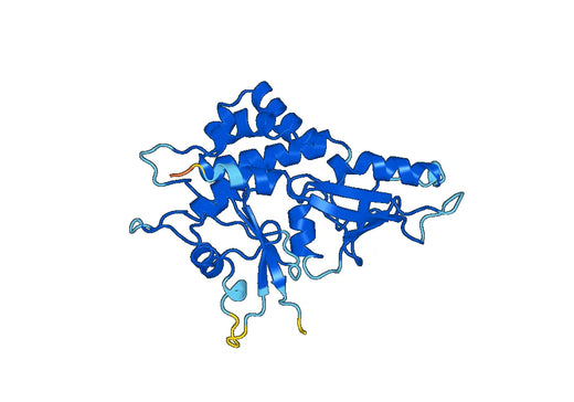 Anti-ATG5 Polyclonal antibody