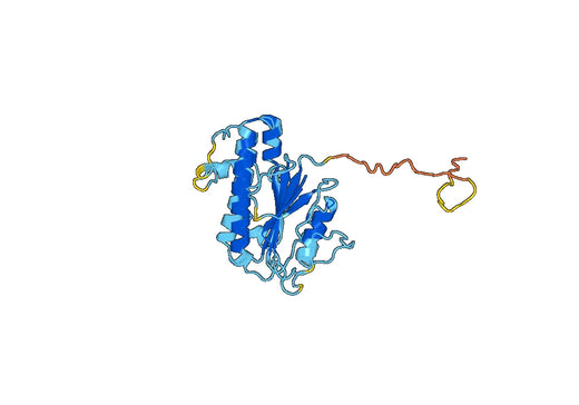 Anti-ATP6AP2 Polyclonal antibody