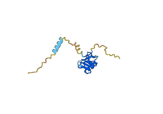 Anti-AVP Polyclonal antibody