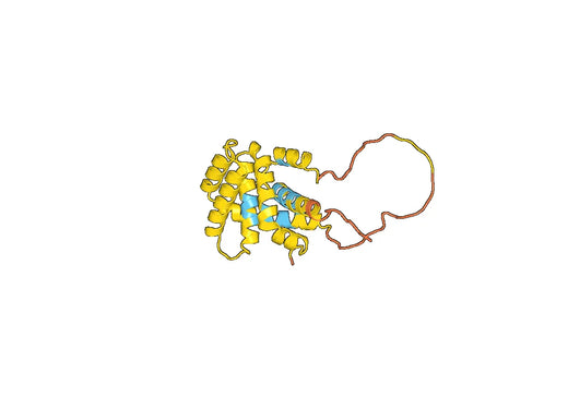 Anti-BID Polyclonal antibody
